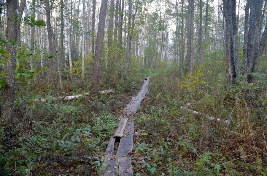 Emajõe Suursoo looduse õpperada.