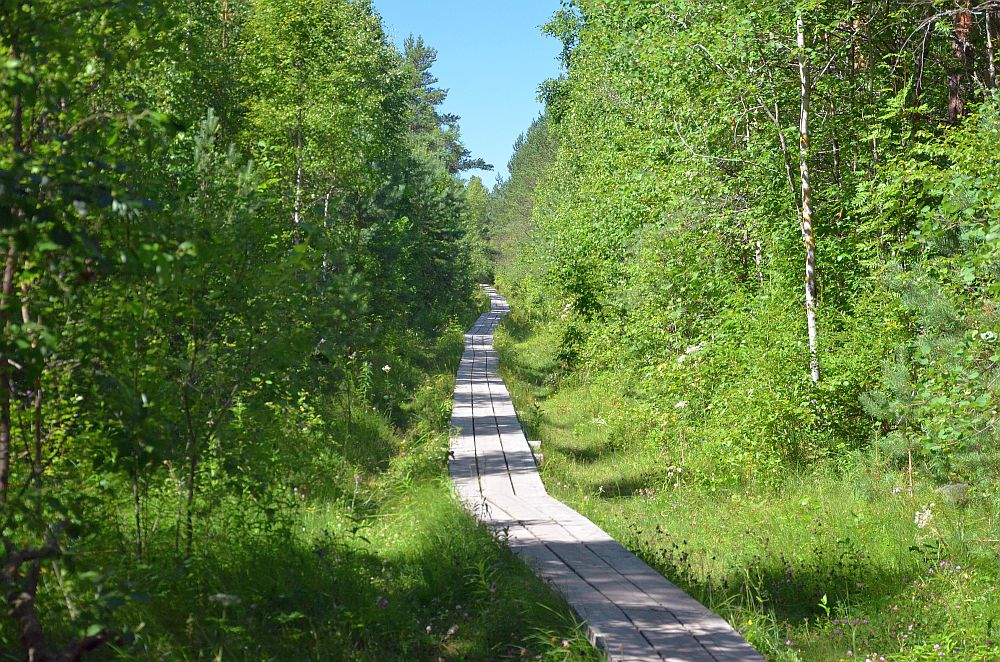 Pääsküla raba 9 aastat tagasi.
