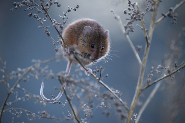 Võidupilt. Autor Ave Kruusel.
